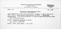 Epicoccum andropogonis image